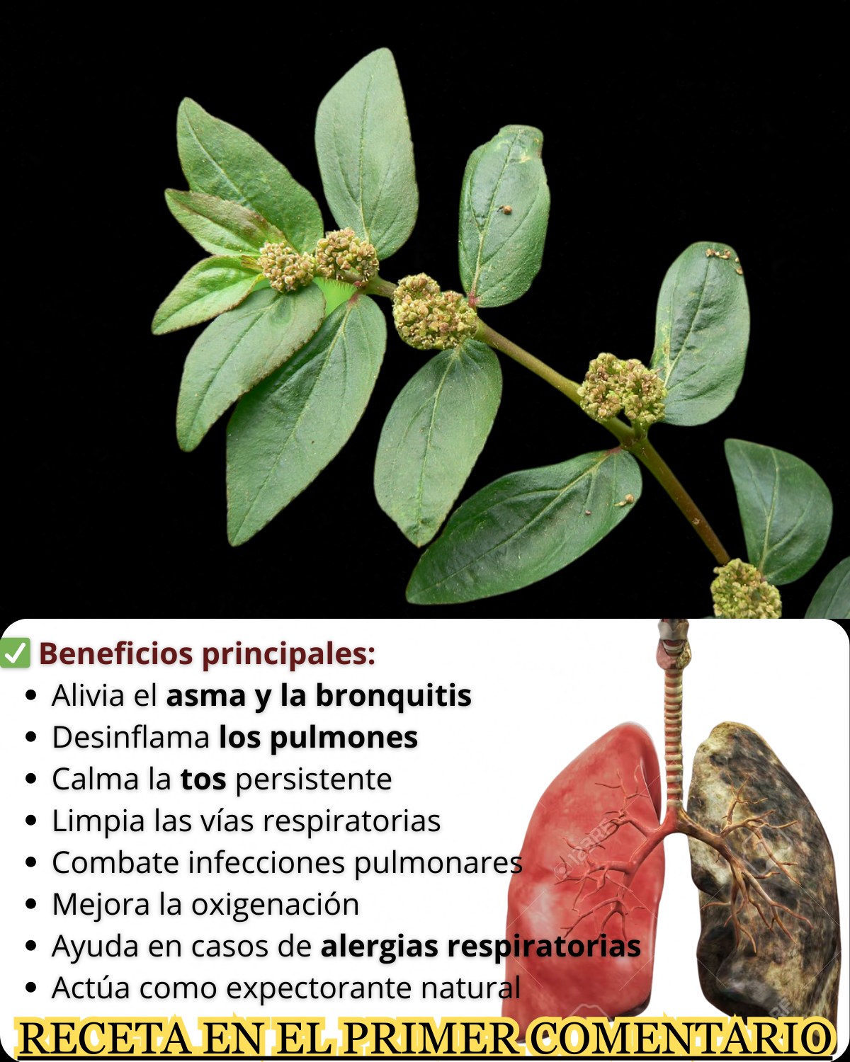 ¿Qué es la Euphorbia Hirta?