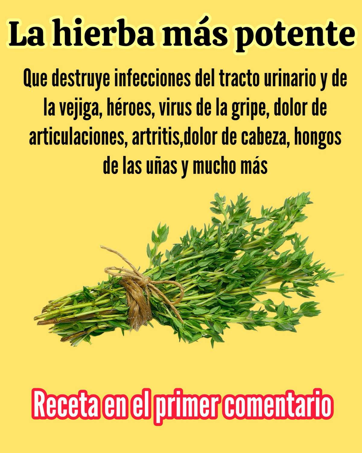La hierba más potente del cuerpo que ayuda a desinflamar, infecciones, dolores articulares, gota y mas..